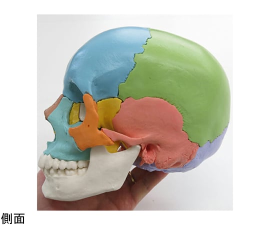 64-9714-46 頭蓋骨22分解キット マルチカラー仕様 （3B Smart Anatomy