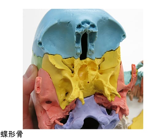 64-9714-46 頭蓋骨22分解キット マルチカラー仕様 （3B Smart Anatomy