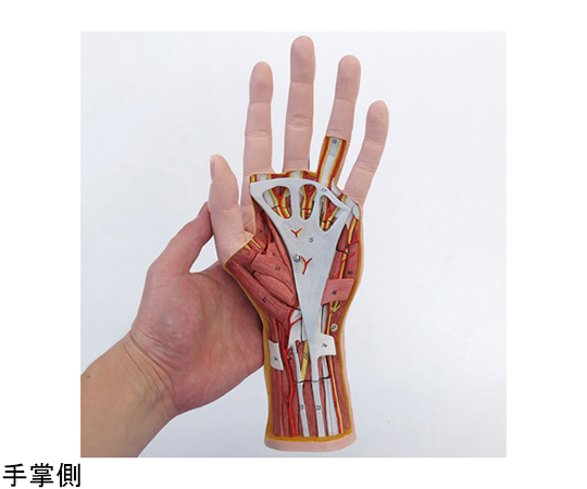 64-9715-31 手の構造 3分解モデル （3B Smart Anatomy） M18 【AXEL