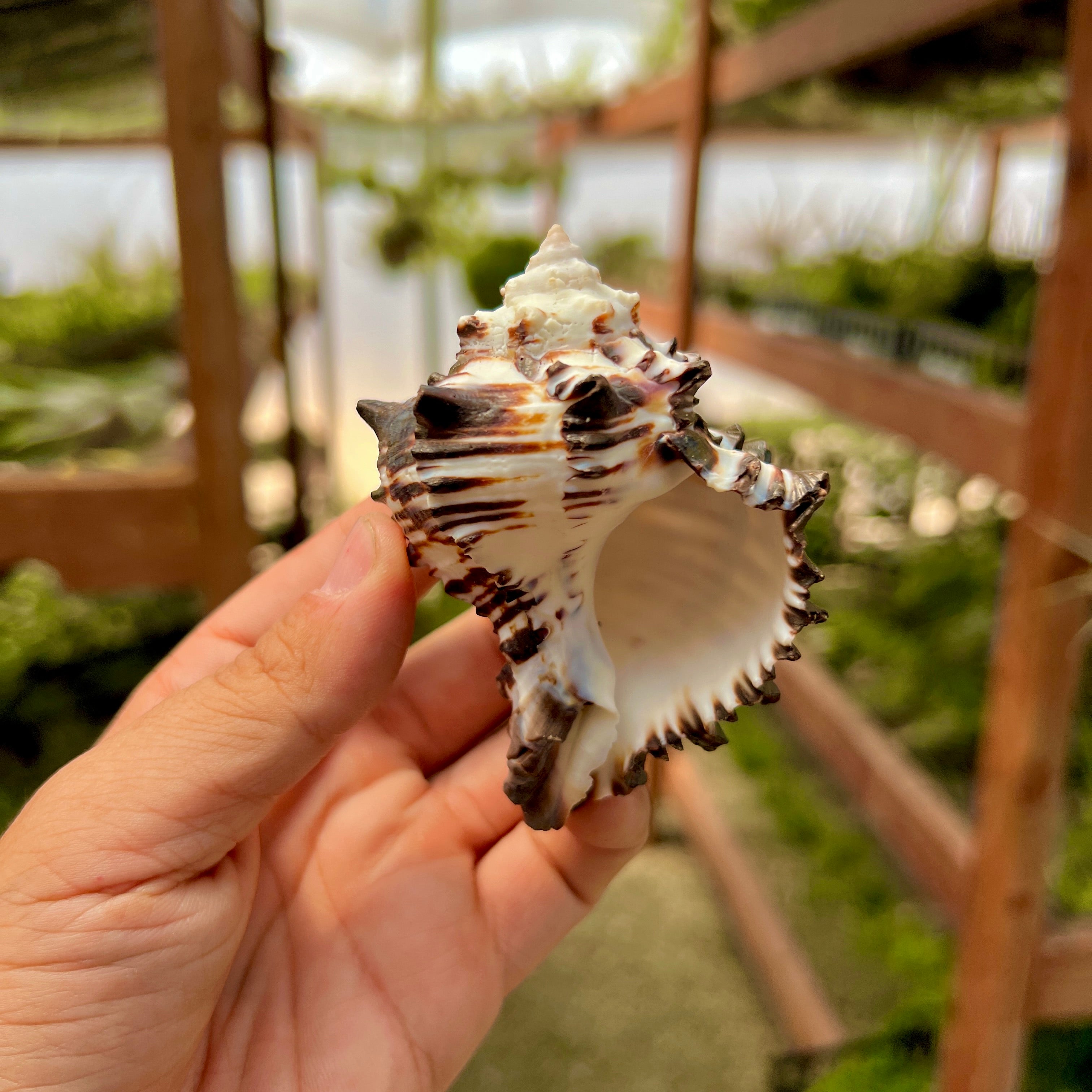 Zebra Murex Shell Regular – Air Plant Hub