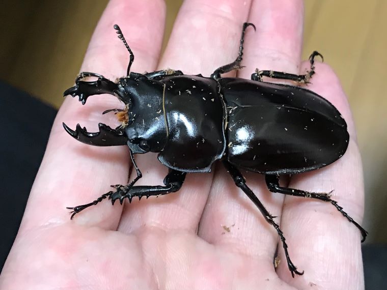 石垣 チャイロマルバネ ペア ヤエヤママルバネクワガタ石垣島野底岳産ペア