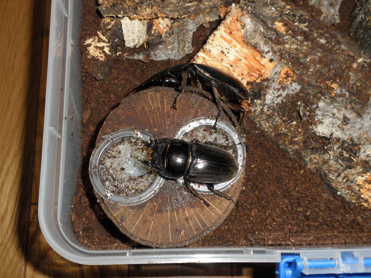 スマトラオオヒラタクワガタの飼育、ハンドペアリングと産卵セット