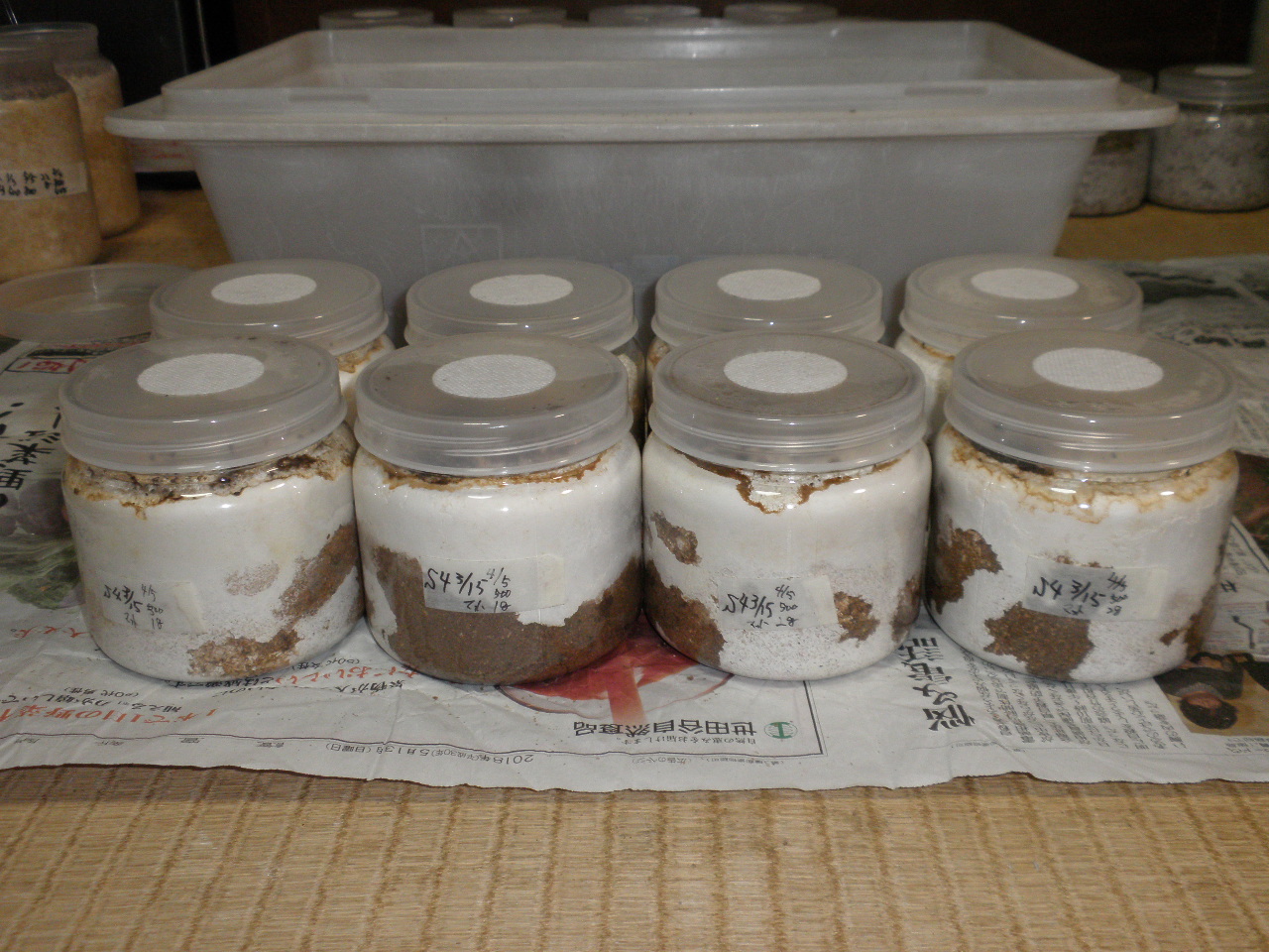 カワラ菌糸ブログ 9個 【公式通販】