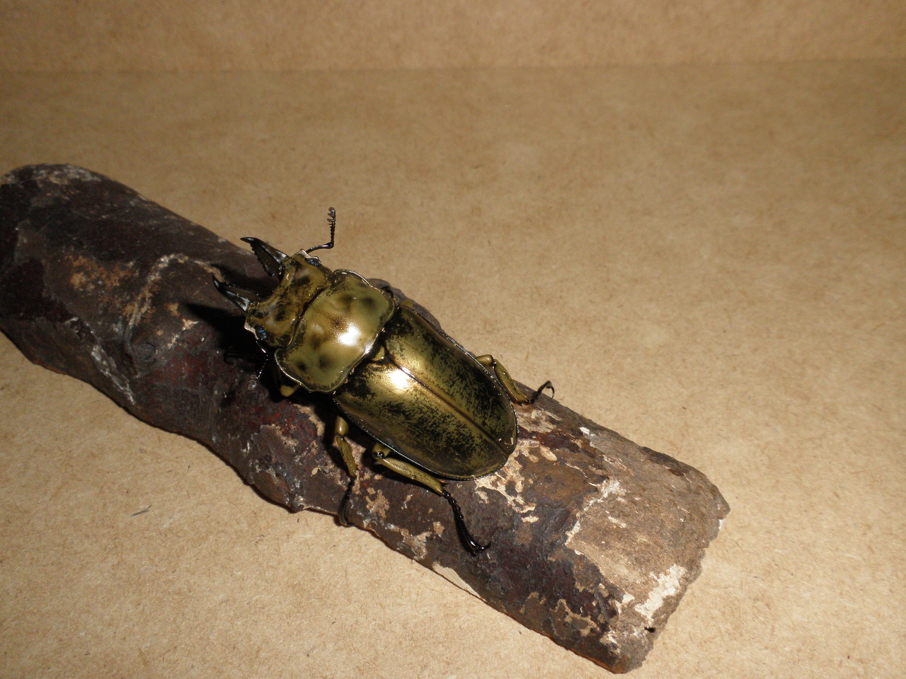 ローゼンベルクオウゴンオニ Archives - 青空