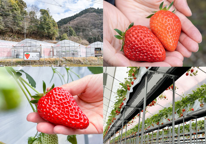 2月1日からいちご狩りが始まったTAKEUCHI FARM「笠取京いちご畑」に