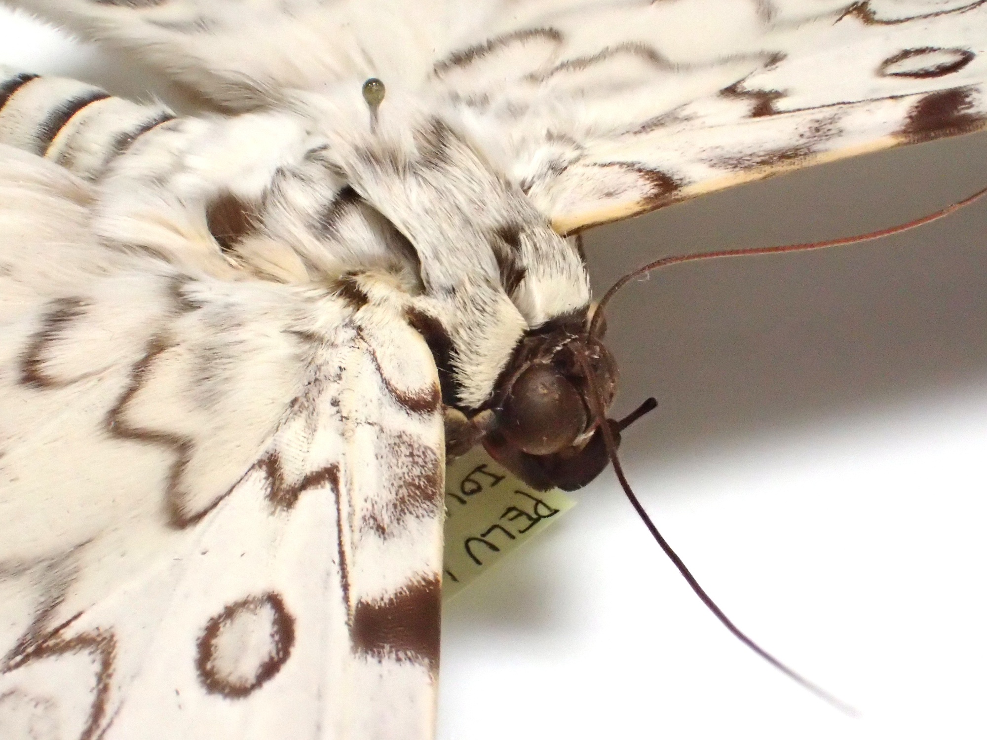 ナンベイオオヤガ Thysania agrippina – engine mothの標本箱