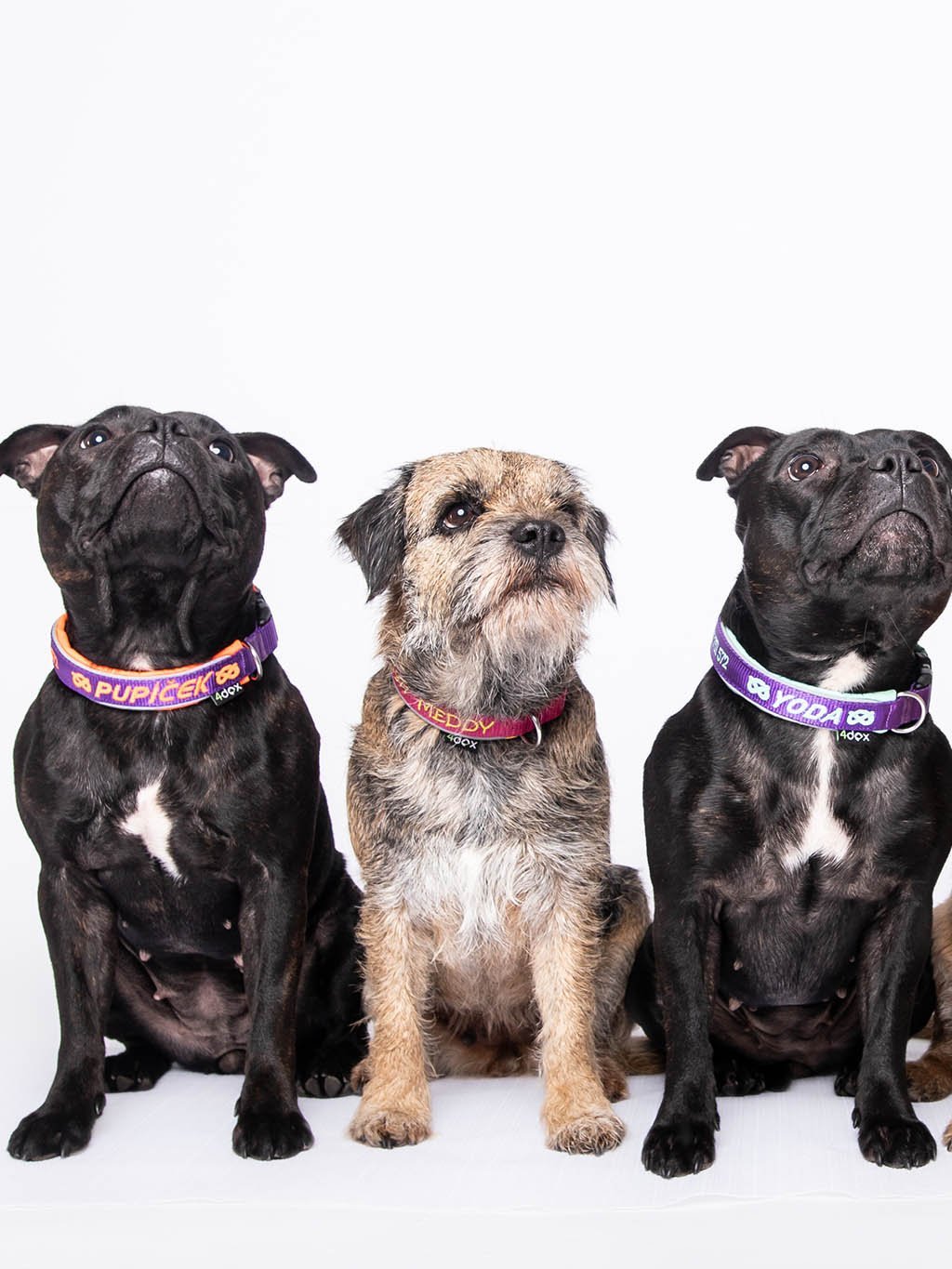 4dox ネーム入り首輪｜小型犬・中型犬・大型犬対応｜カスタムメイド