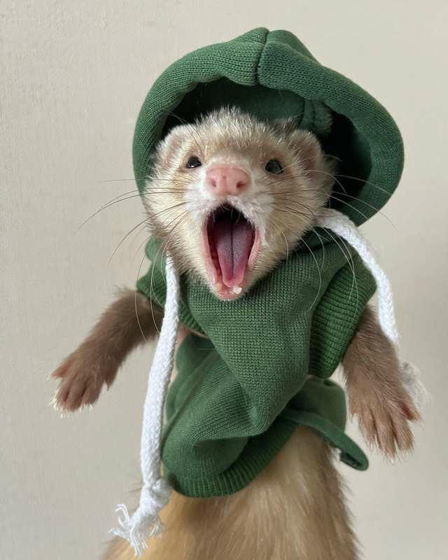 MARSHALLPET/マーシャルペットのペット用品通販ならALLFORWAN'sLIFE