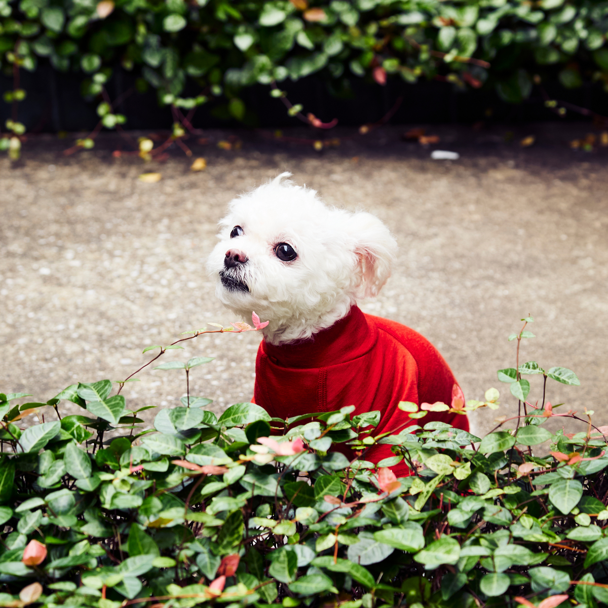 新商品情報】DOG GUARD BASE 10/24発売