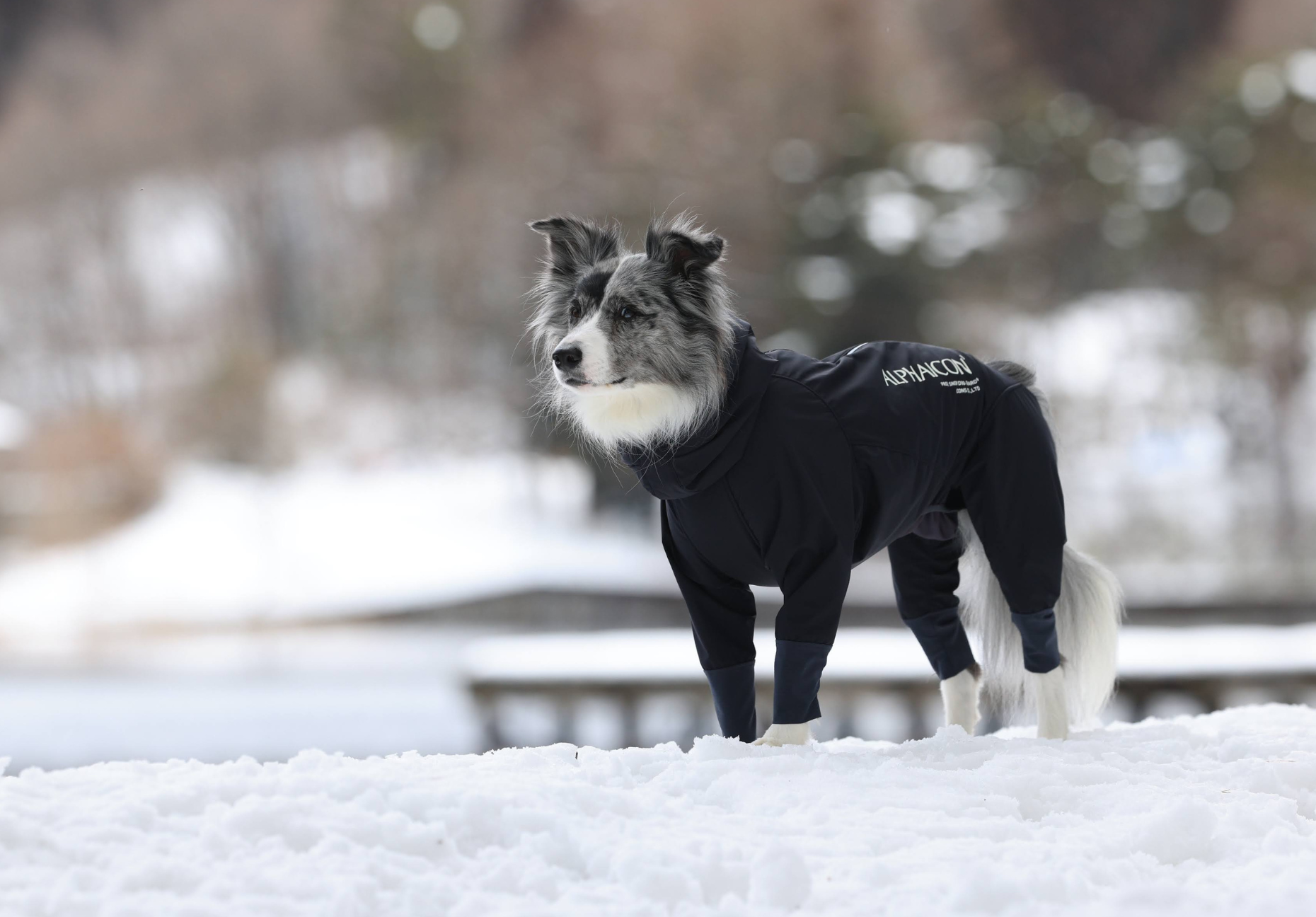 公式 アルファアイコン スノードッグガードM ALPHAICON スノードック