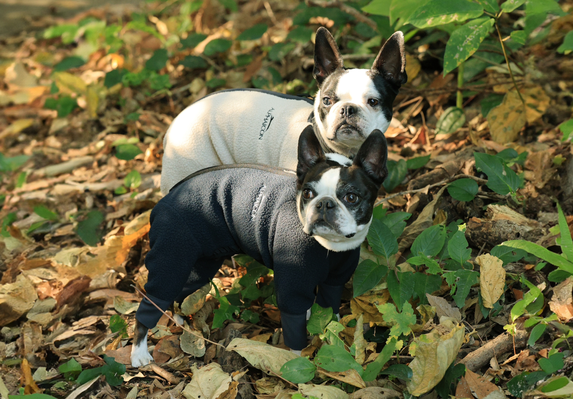 アルファアイコン ブルドッグガード