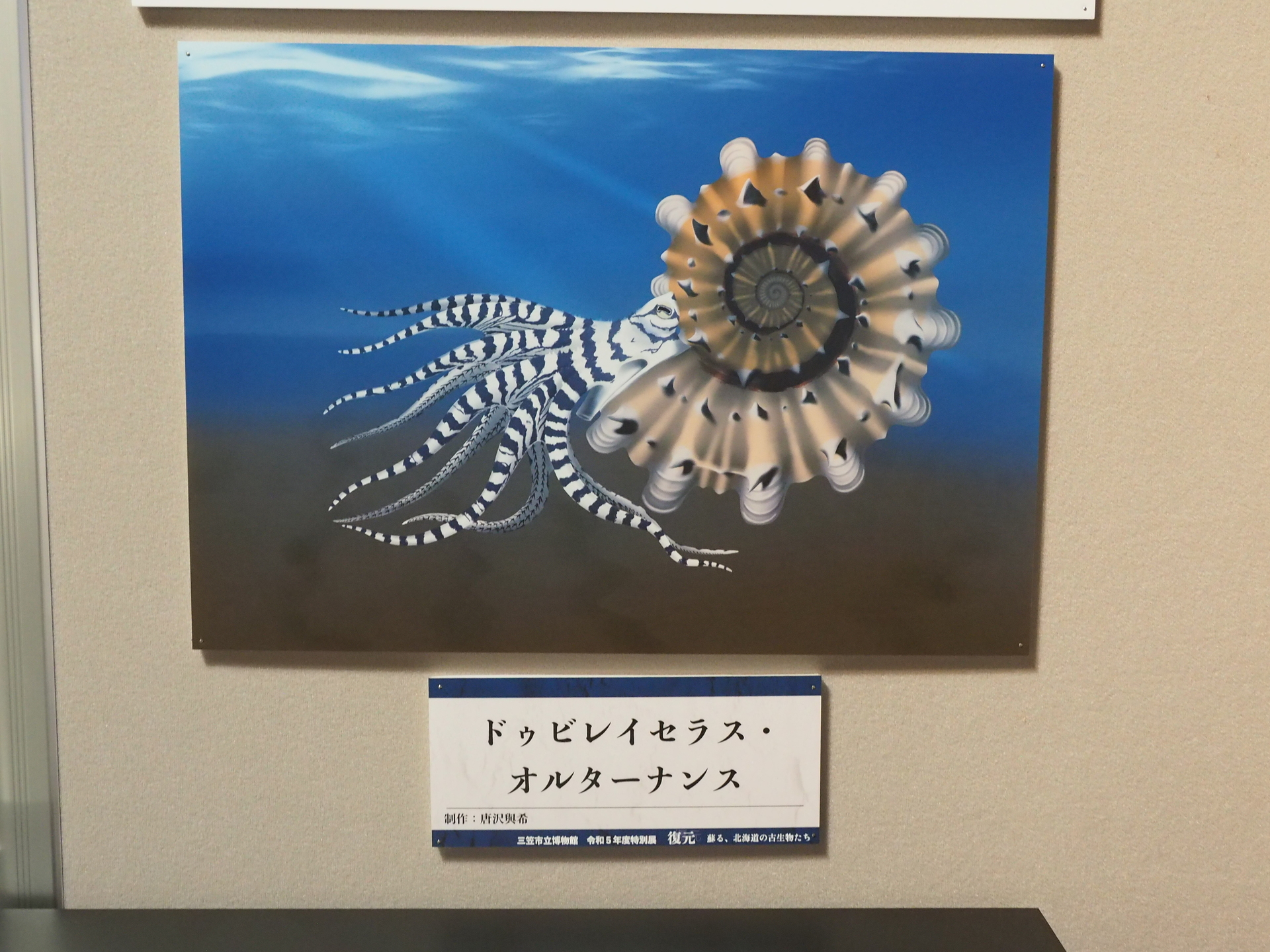 プレスリリース]北海道羽幌町より新種の異常巻きアンモナイトを発見 A