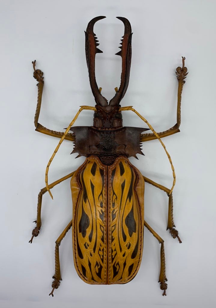 M*S様 特大 オオキバウスバカミキリ 標本 157ミリ 難アリ