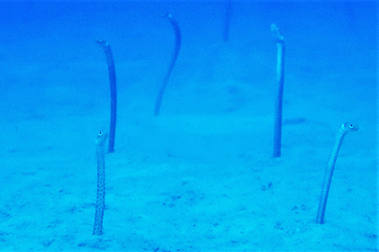 新種のチンアナゴ発見 – 奄美新聞