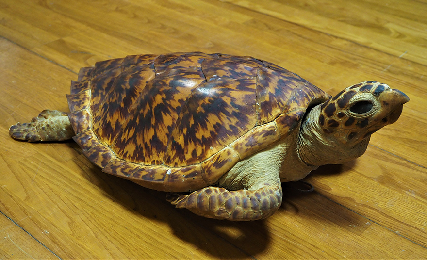アオウミガメ剥製〔国際希少動植物登録票付き〕 うみがめ タイマイの