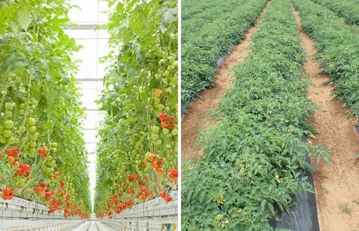 芯止まり・非芯止まりトマトのお話