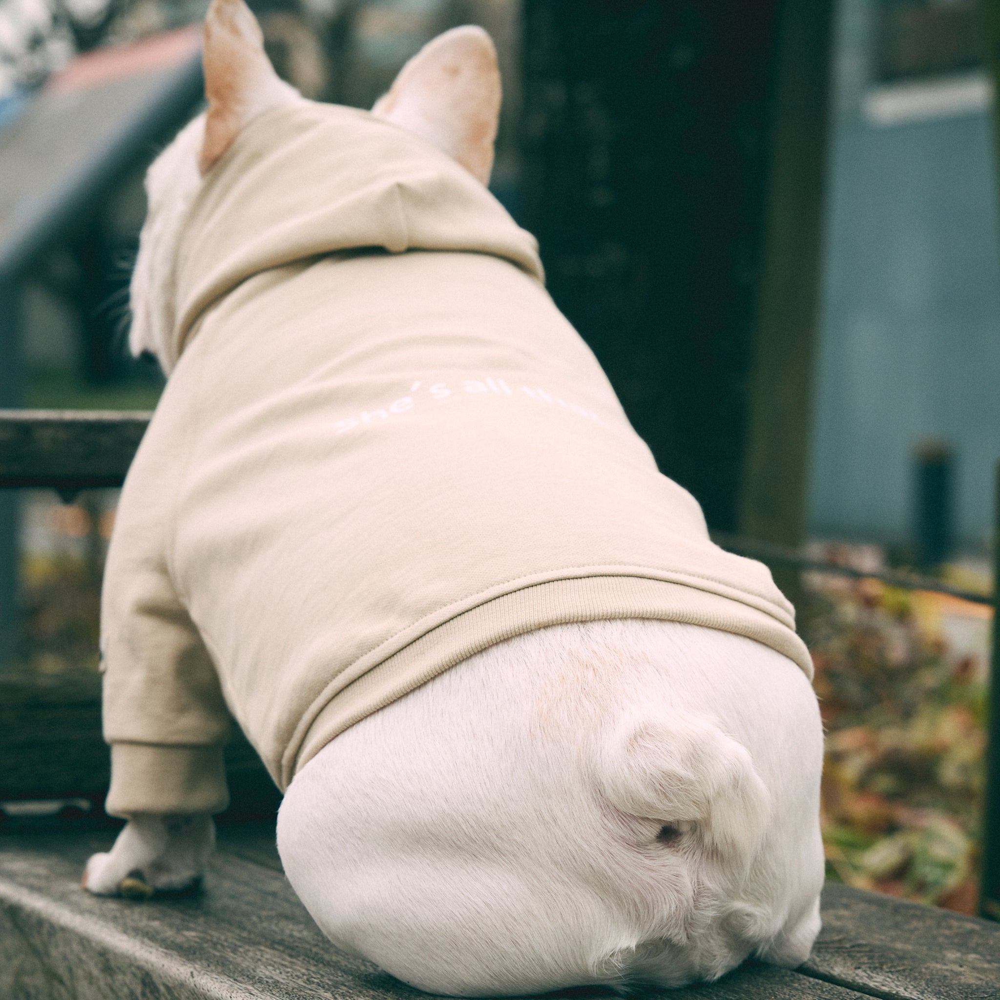 フレンチブルドッグ・ブルドッグの洋服通販の専門店 | andCharlie