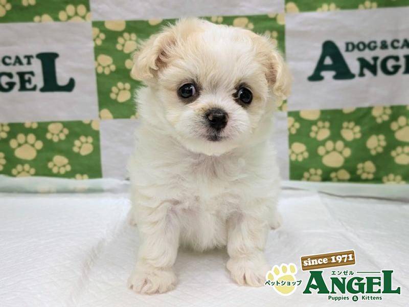 犬concord wealth大型犬短毛種 14個 楽天市場】ペットカート 多頭飼い