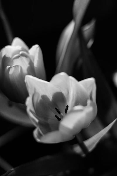 Tulips by Line Reinstrup on Artfully Walls | Artfully Walls