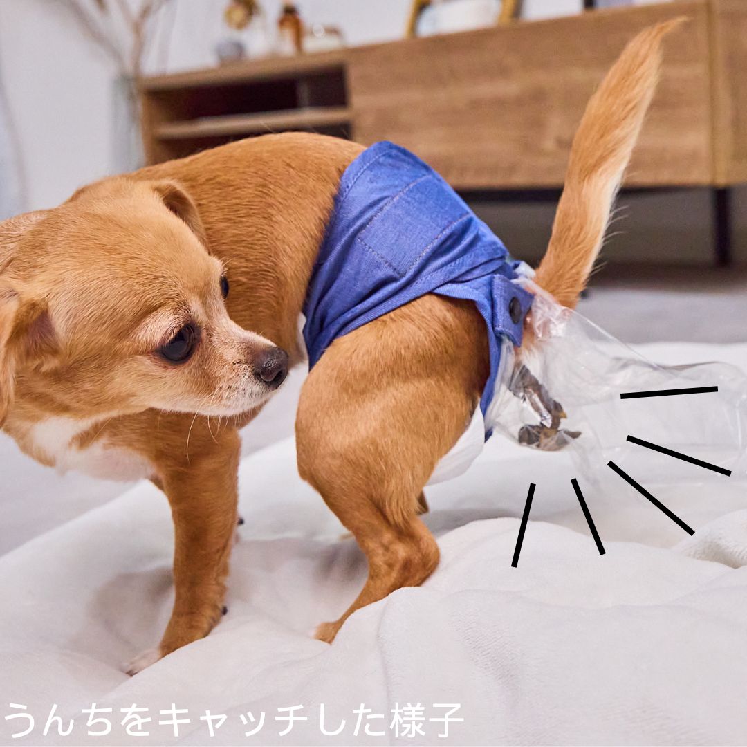 うんコロキャッチ FrienDoggy シニア用 オムツ 介護用 うんち キャッチ
