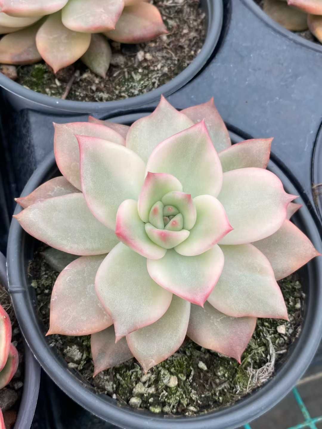 小売 12株×カメラニシキ 多肉植物 エケベリア セダム アエオニウム