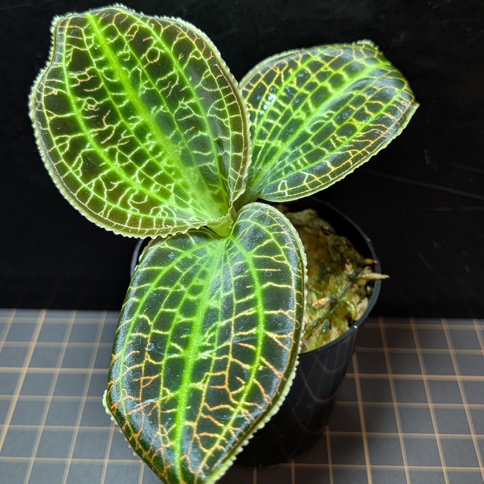 脱法たこやす 様専用 バンドリ バイブ データ型ユニ コンバータ取付