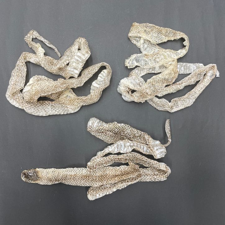 新品】蛇の抜け殻アート縁起物 蛇の抜け殻 【公式通販】