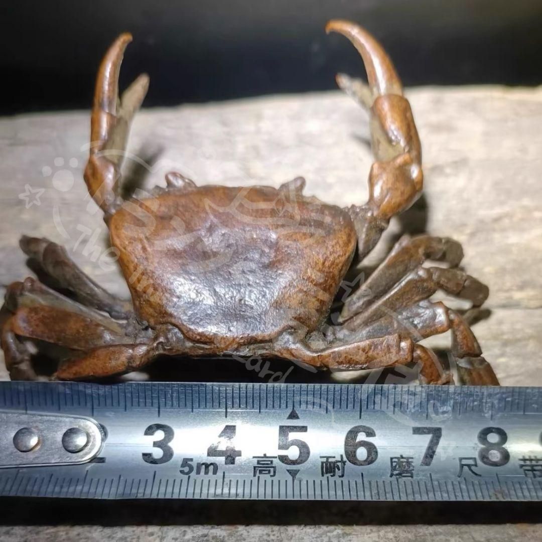 銅細工 蟹 八方来財 書道具 文房具 装飾品 工芸品 美術品 置物 銅細工
