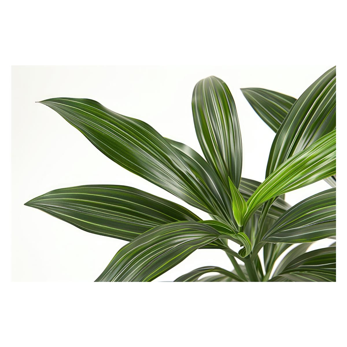 アラーラの断片 アニマのメイエル 日本語版Foil 状態SP程度サインド