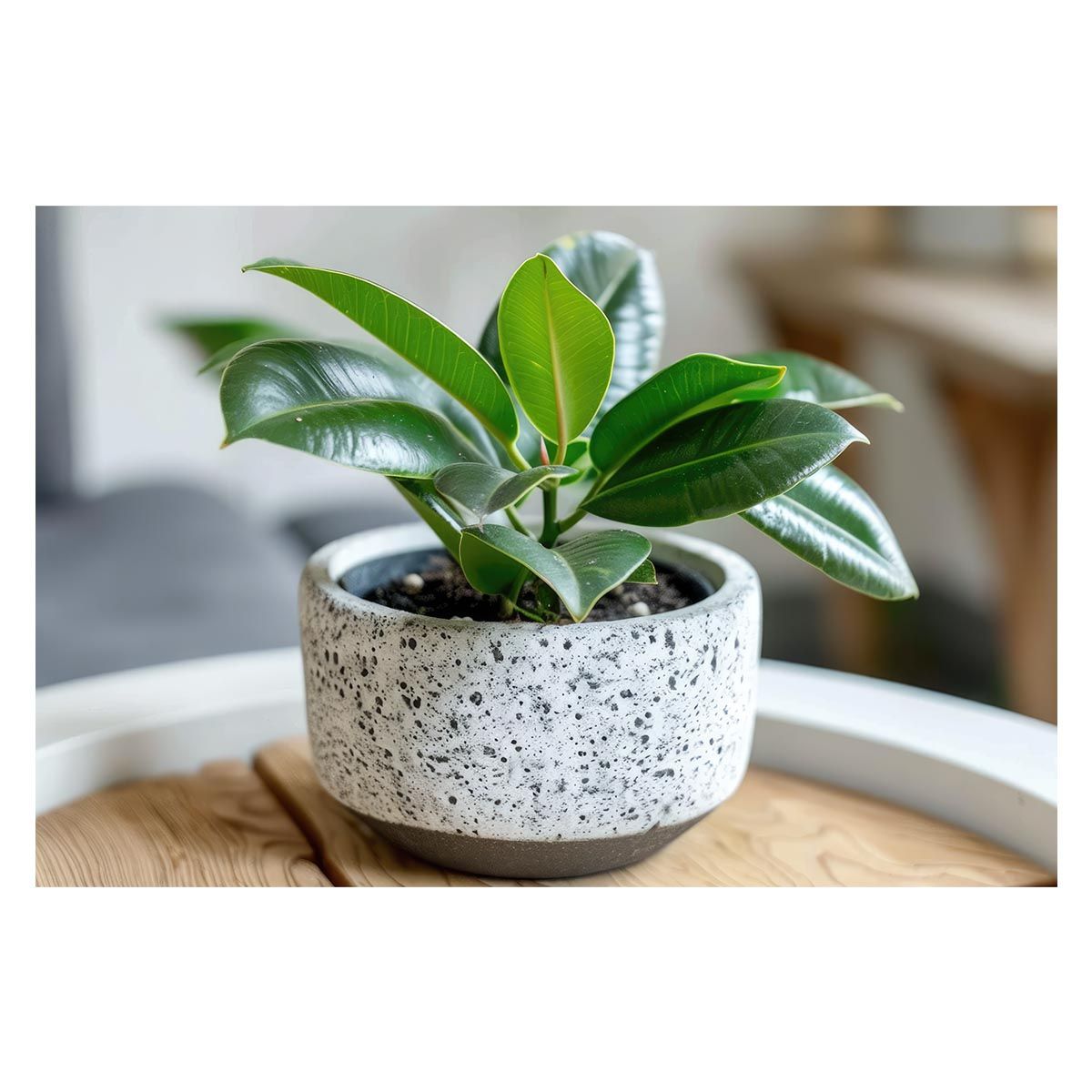 パラオ 1999年 サメ記念硬貨 20$ 【 純銀 】 5オンス