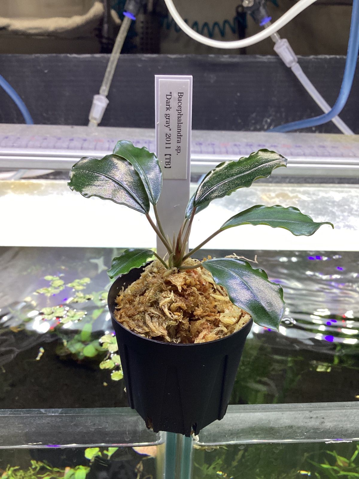 ブセファランドラ sp.“Dark gray” TB便 ブセファランドラ sp.“Dark