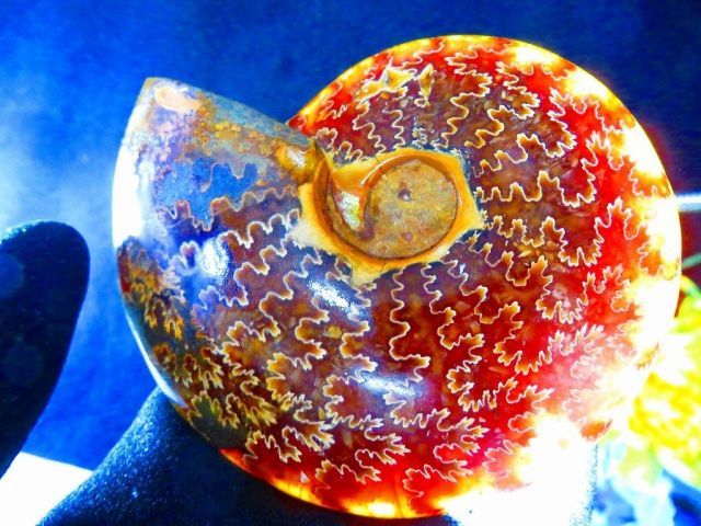 数万個の中の一個☆天然マダガスカル産 ☆ 縫合線オパールアンモナイト