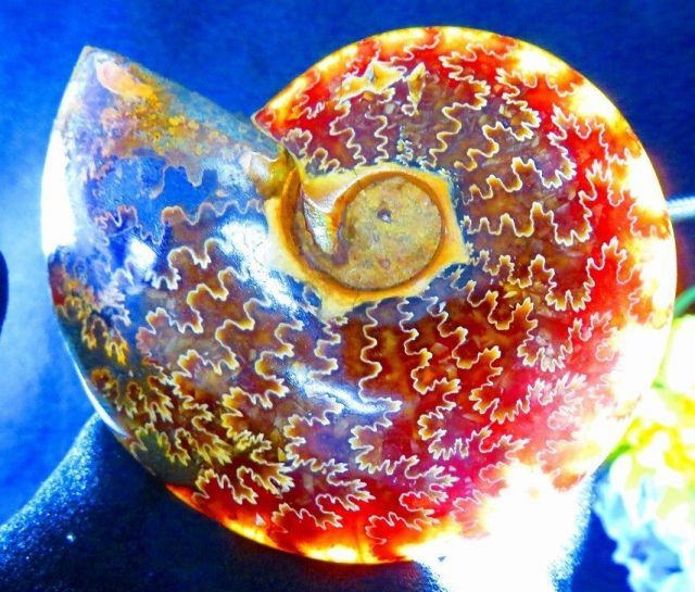 数万個の中の一個☆天然マダガスカル産 ☆ 縫合線オパールアンモナイト