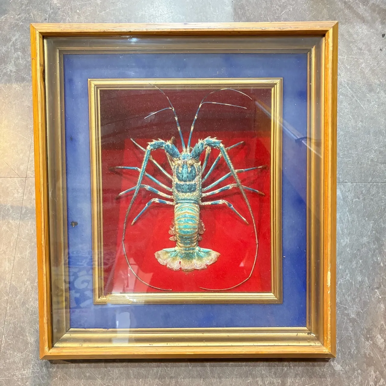 希少コブセミエビ2体とセミエビ剥製 希少コブセミエビ2体とセミエビ