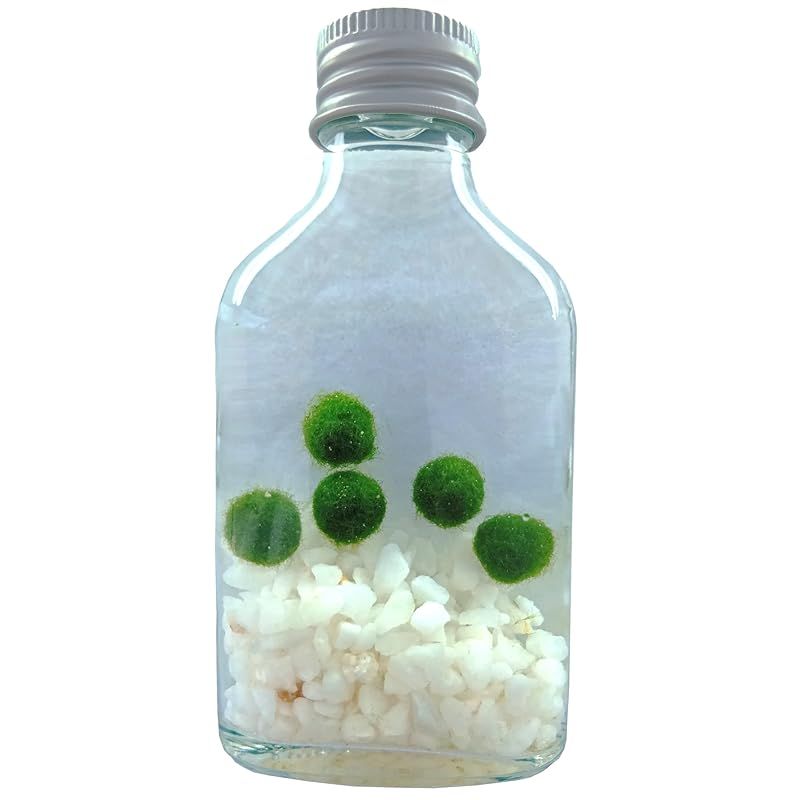 まりも瓶 お手軽インテリアで育成が簡単！ まりも 1cm 5個入り 国産