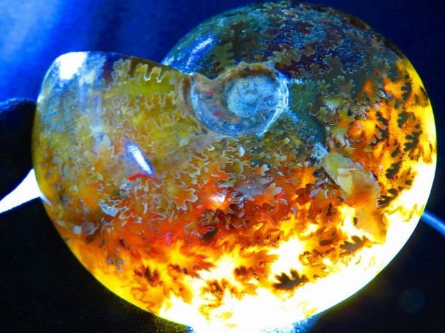 数万個の中の一個☆天然マダガスカル産 ☆ 縫合線オパールアンモナイト