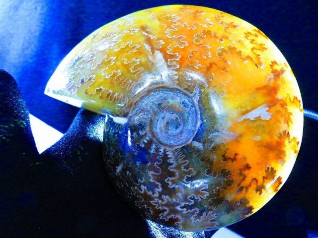 数万個の中の一個☆天然マダガスカル産 ☆ 縫合線オパールアンモナイト