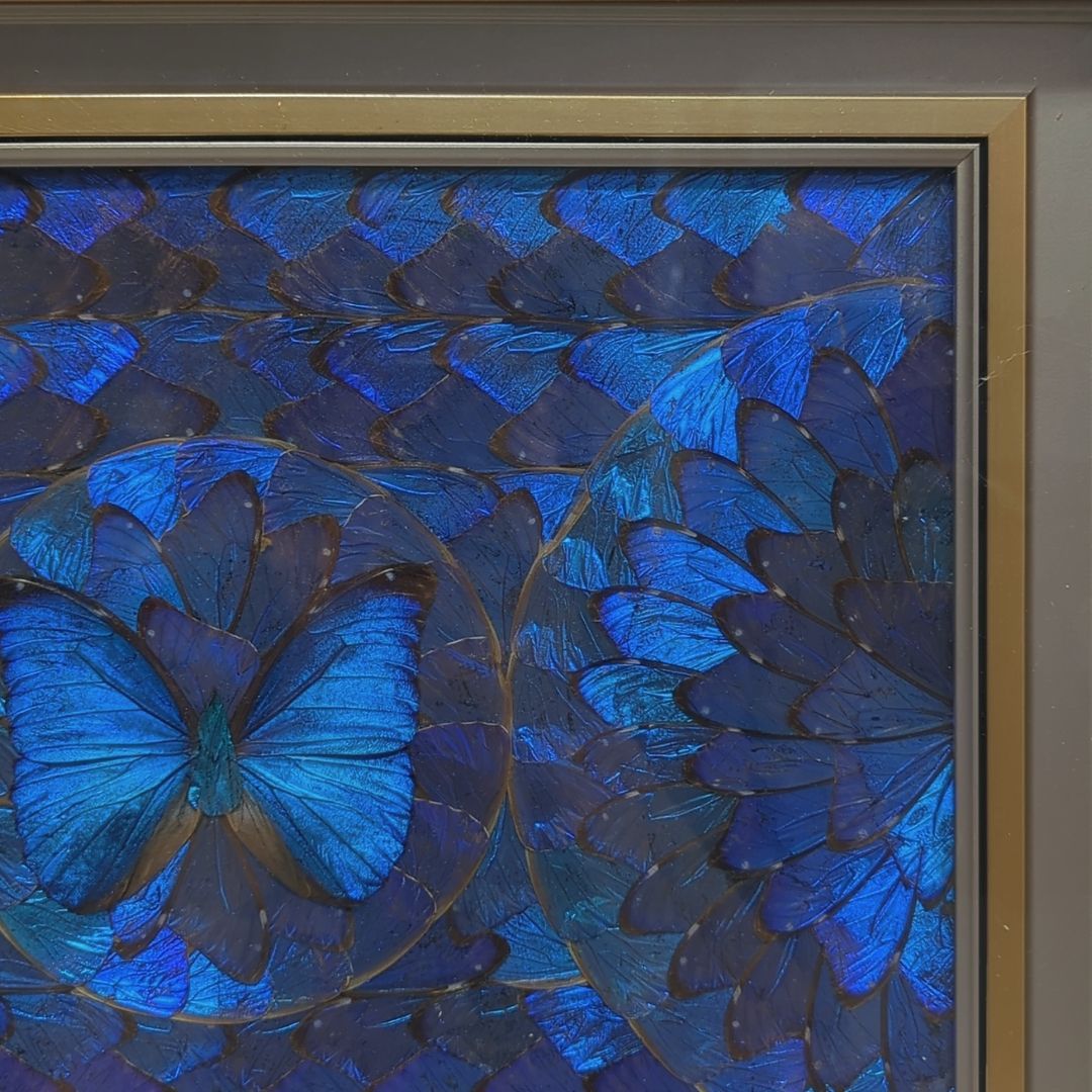 美品】モルフォ蝶 モルフォチョウ 標本 額入り 蝶額 アート 飾り 羽