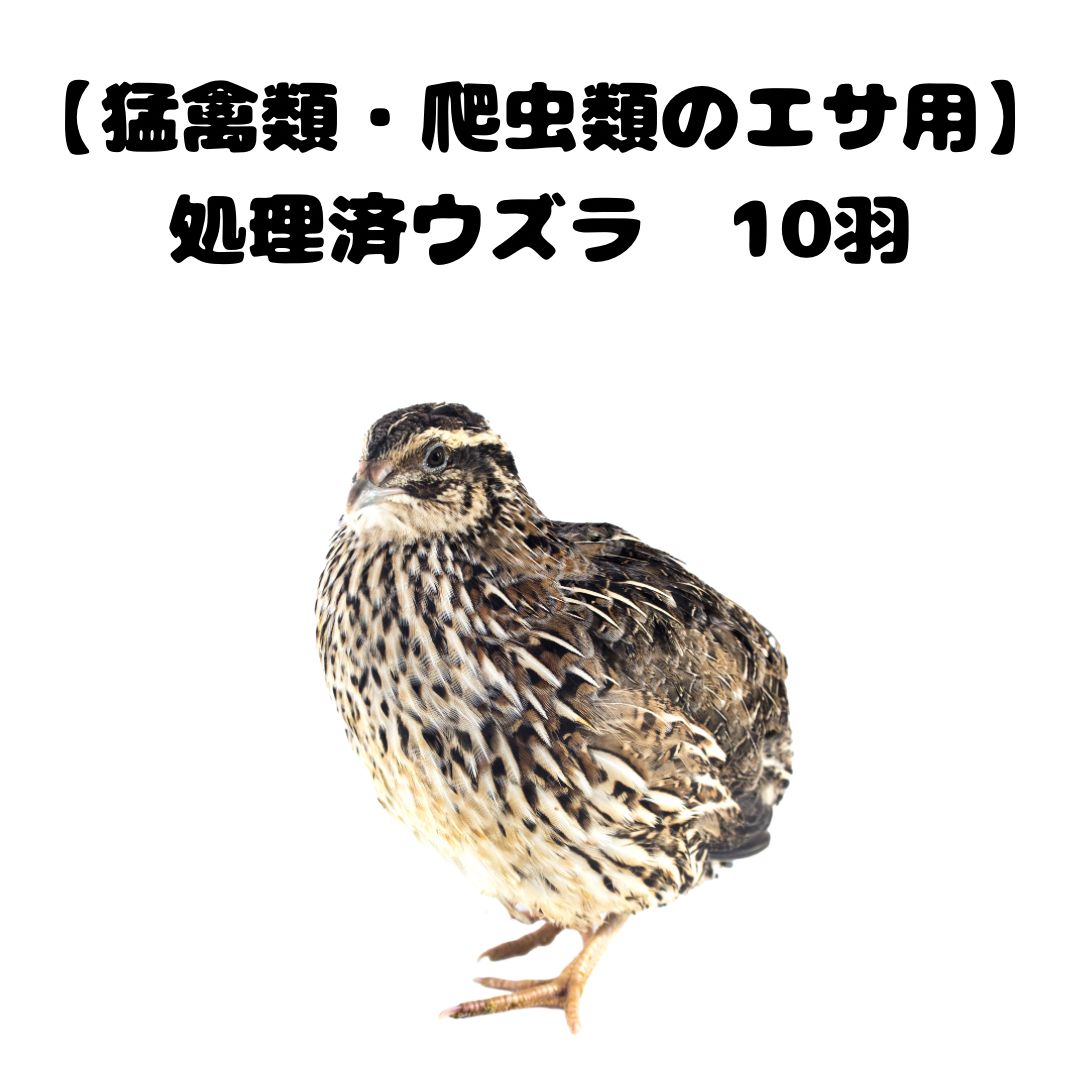 無薬】猛禽類・爬虫類などに！！北海道産 冷凍ウズラ 100羽【未処理