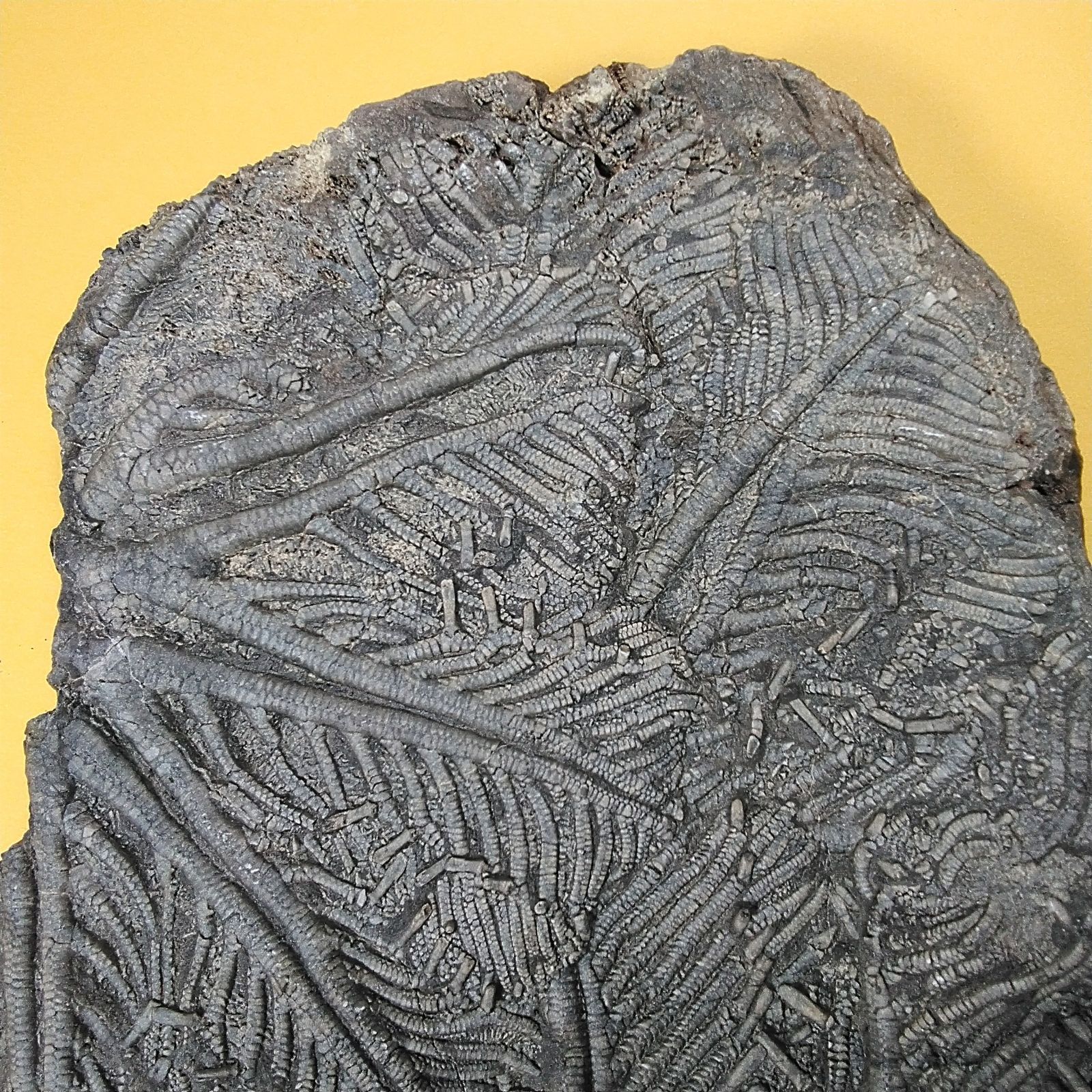 巨大！レア！ウミユリの化石【Ascocystites sp.】【1801 g】モロッコ王