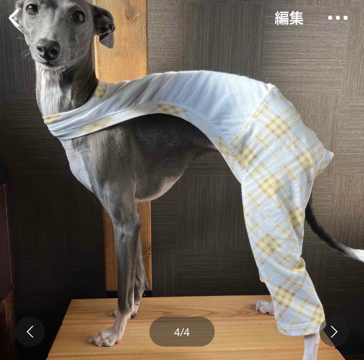 イタグレ ウィペット 浴衣 ブルー イタグレ ウィペット 浴衣 ブルー 犬