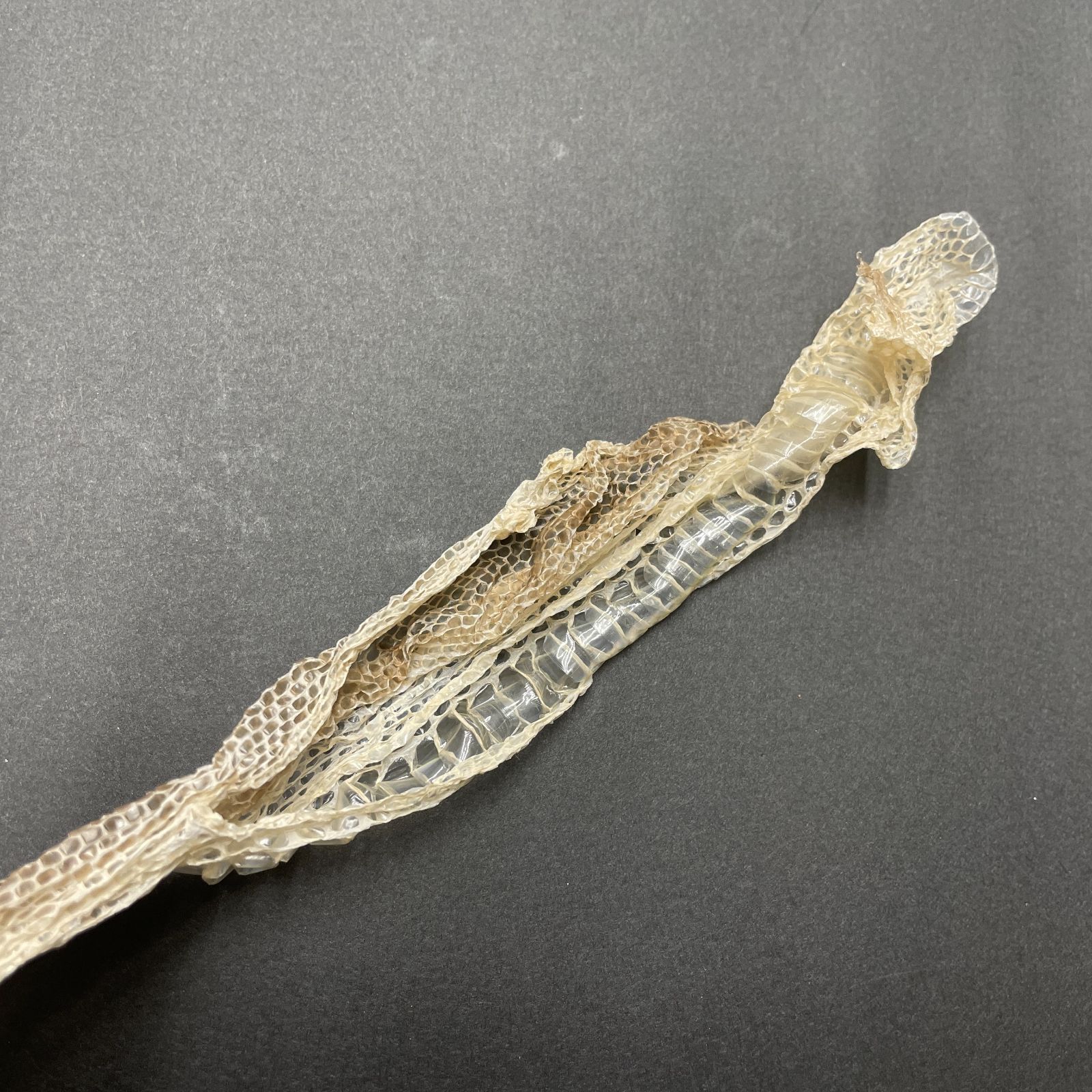 蛇の抜け殻 Amazon.co.jp: 蛇の皮 約120cm アオダイショウ 蛇抜け殻