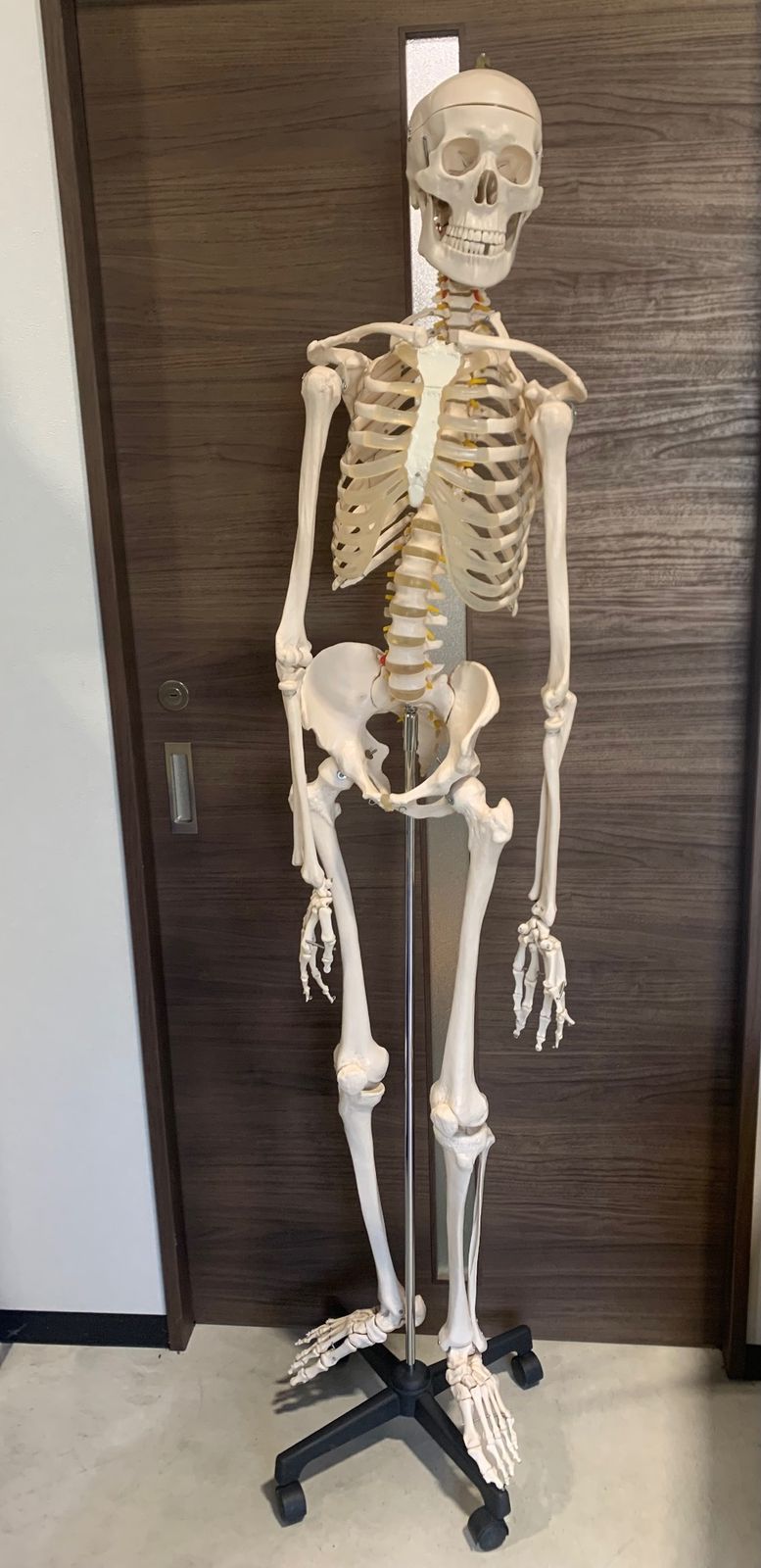 B1743等身大 人体模型 170cm神経根有り全身骨格模型 骨格標本 骸骨模型