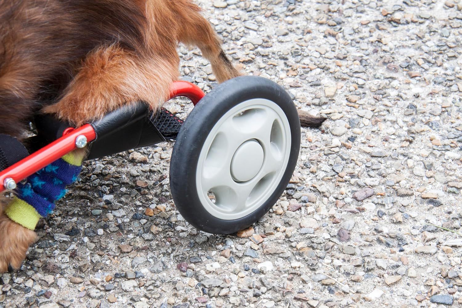 ミニチュアダックス専用ドッグウォーカー 犬の車椅子、ミニュチ