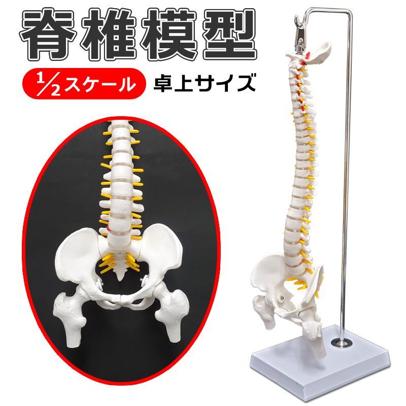 ソムソ 骨模型 脊椎 骨盤 人体模型 脊髄骨盤模型 90cm 実物大 吊り下げ
