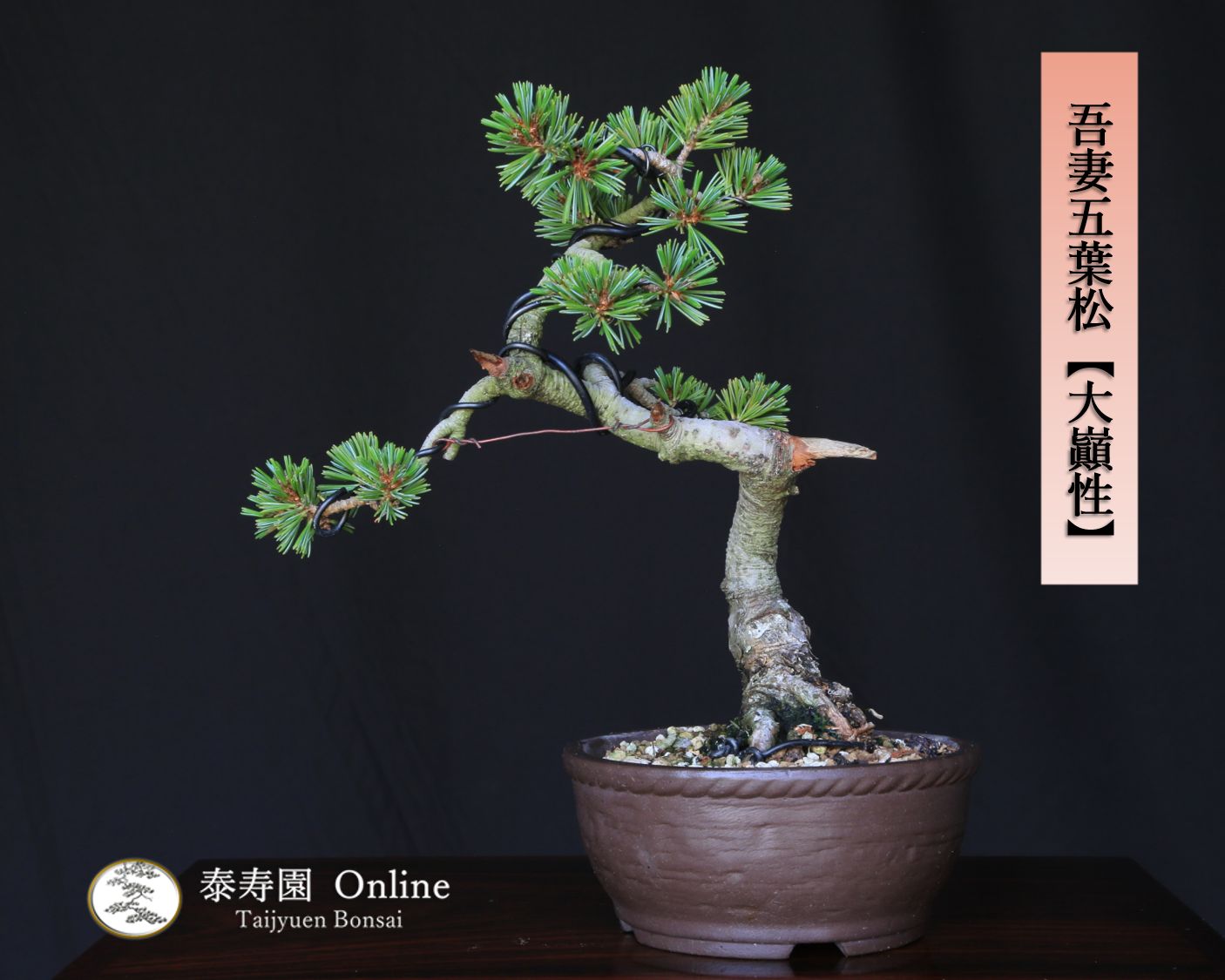 義村秀峰 盆栽鉢 やや大きめ鉢 義村秀峰 盆栽鉢 やや大きめ鉢 義村秀峰