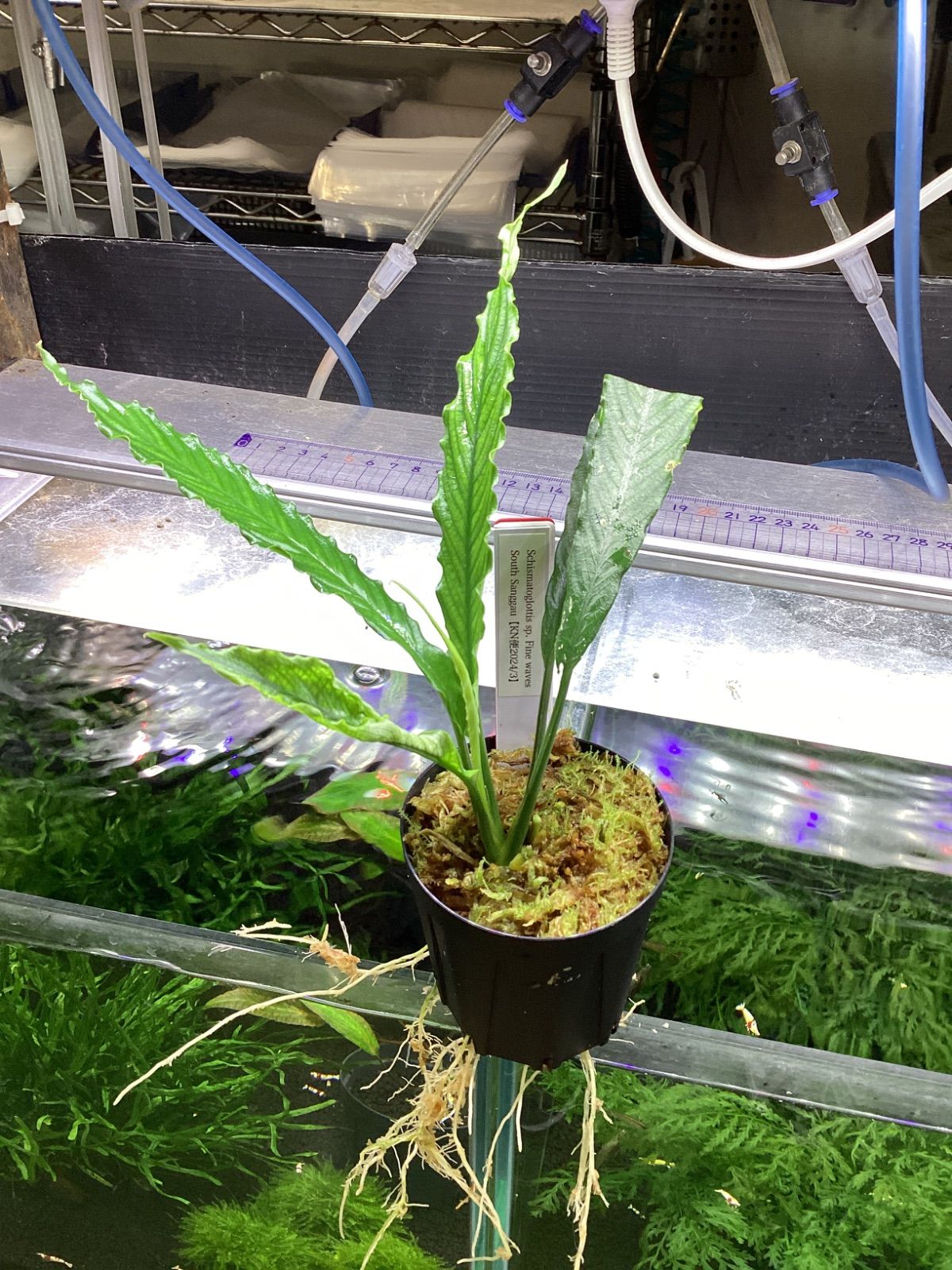 Bidayuha Crassispatha Kalimantan Barat子株