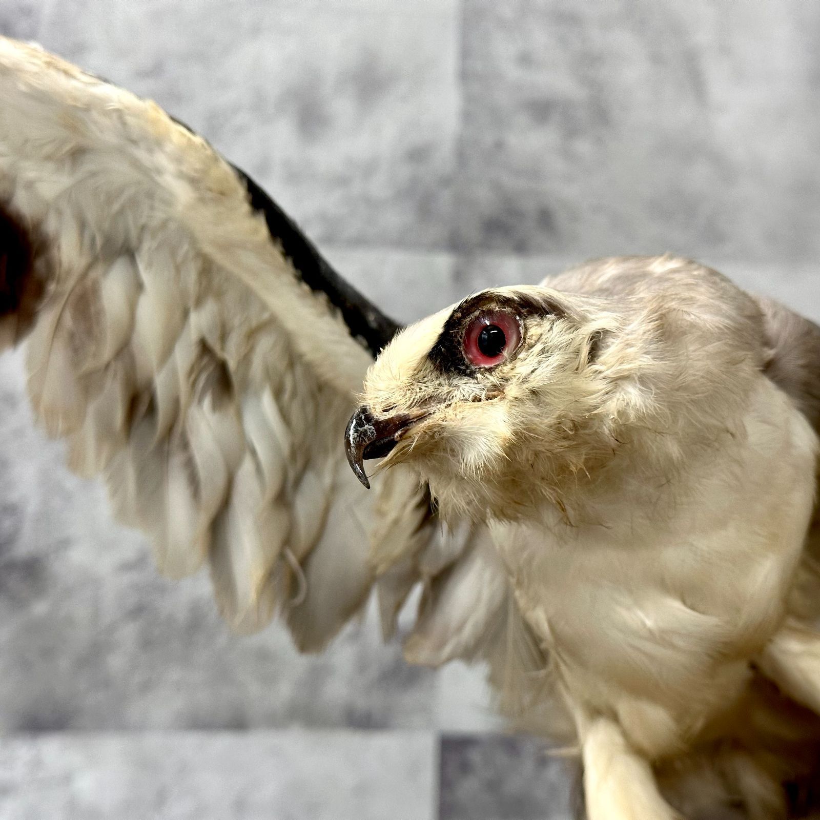 カタグロトビ 鷹 剥製 2026年最新】鷹 剥製の人気アイテム - メルカリ