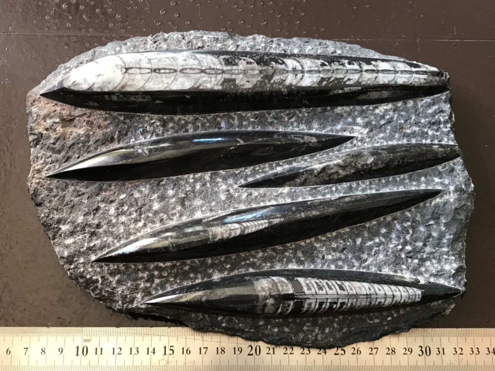 ◉モロッコ産【オルソセラス群/直角貝群】古生代デボン紀/約5億〜2億5