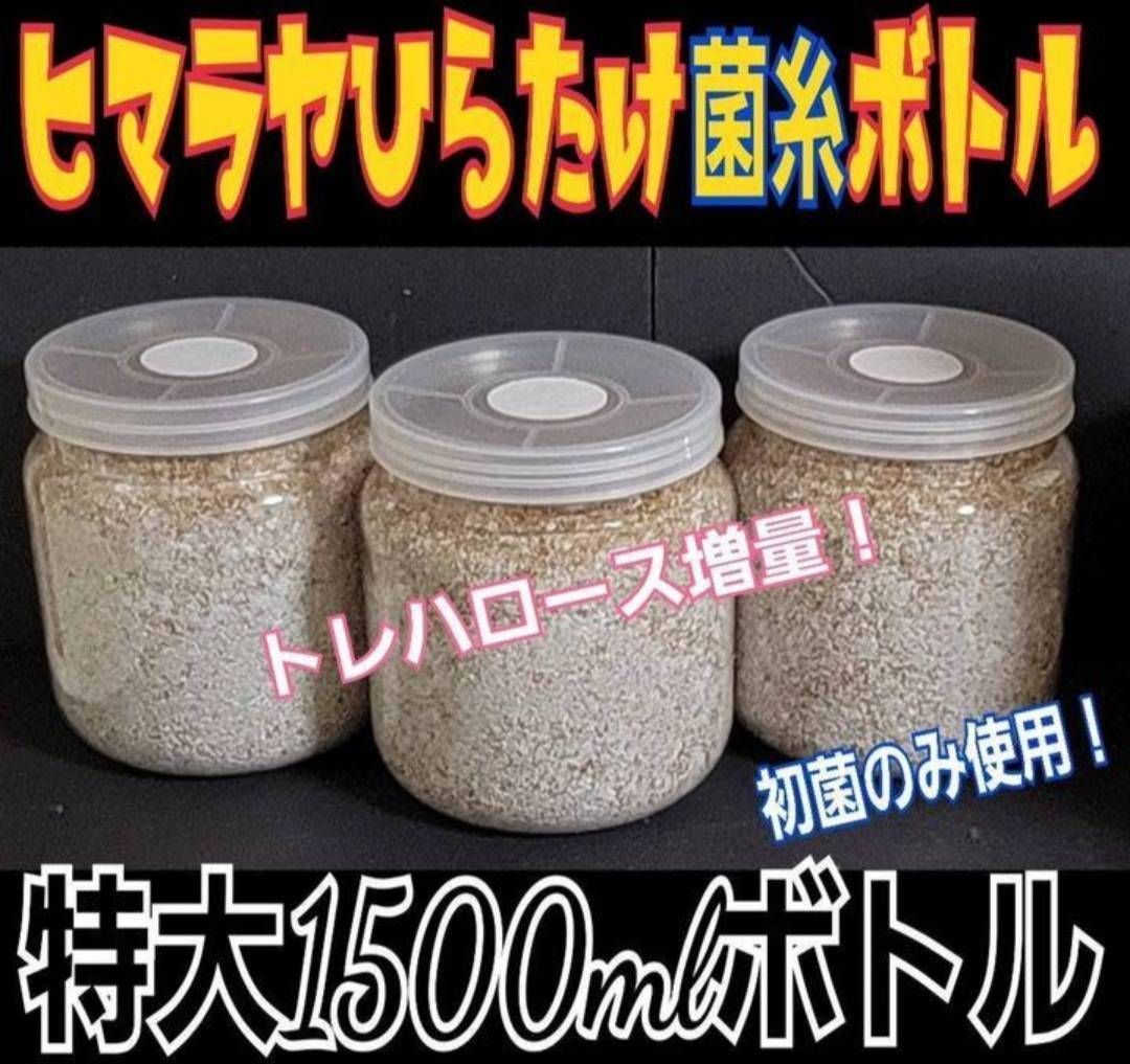 極上！初菌使用☆ ヒマラヤひらたけ菌糸ブロック 5個 トレハロース
